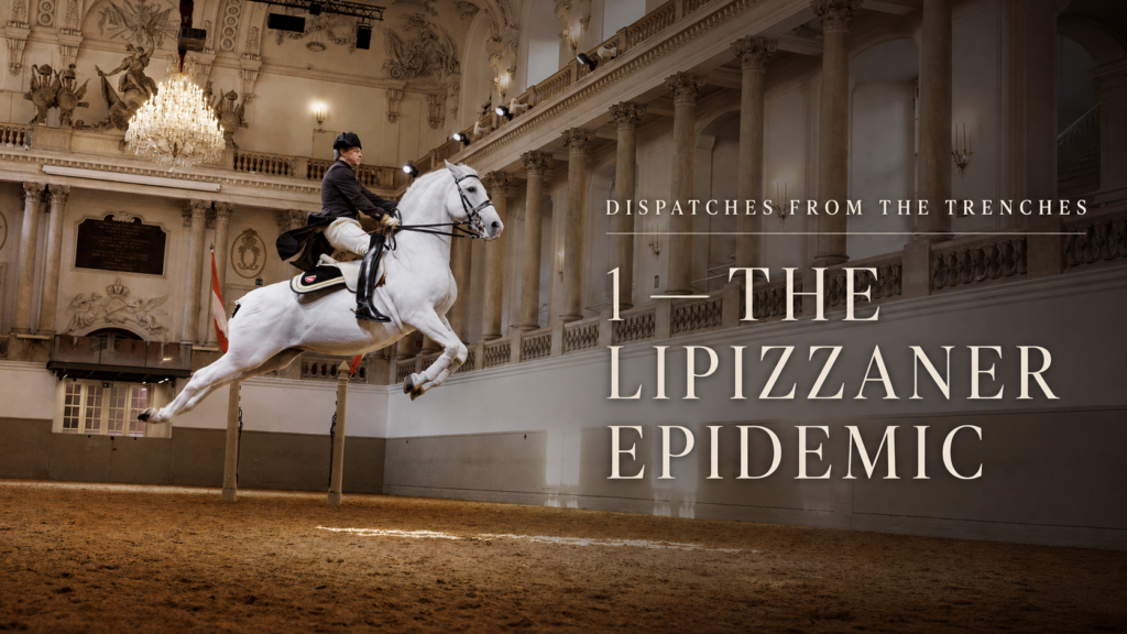 A white Lipizzaner horse and rider performing at Vienna’s Spanish Riding School, featured in George Jahn’s story The Lipizzaner Epidemic.
